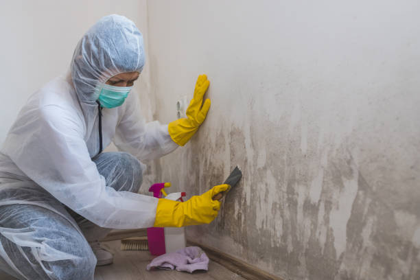 Best Bathroom Mold Remediation in Crestwood, MO