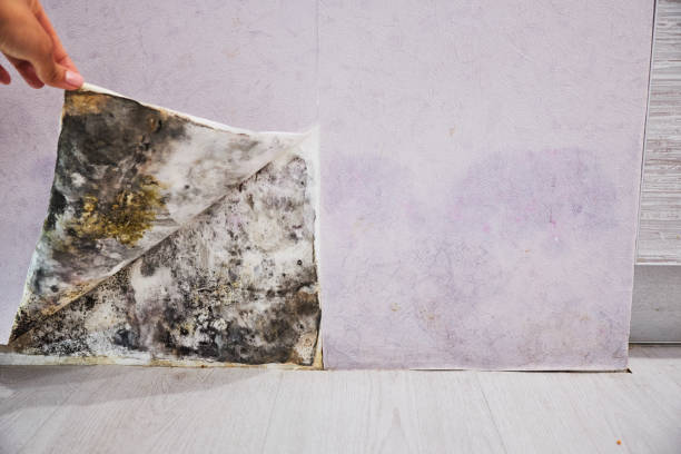 Best DIY Mold Remediation Support Services in Crestwood, MO